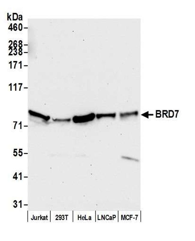 BRD7 Antibody in Western Blot (WB)