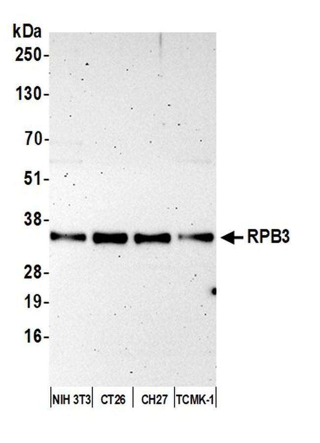 RPB3 Antibody in Western Blot (WB)