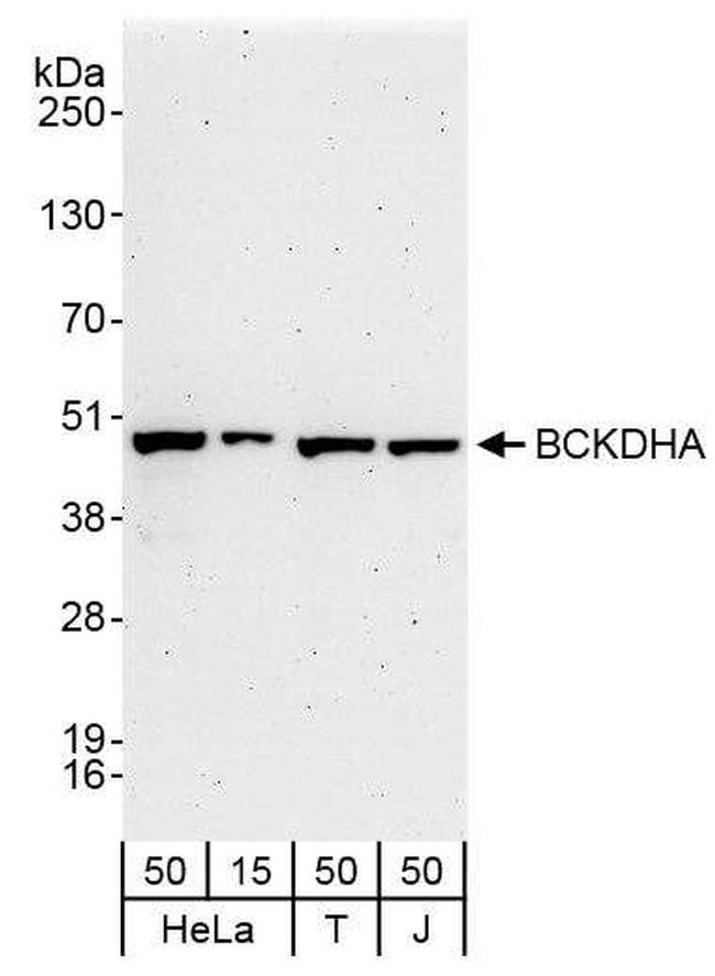 BCKDE1A Antibody in Western Blot (WB)