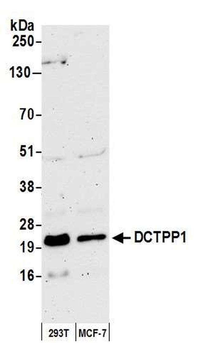 DCTPP1 Antibody in Western Blot (WB)