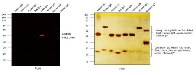 Goat IgG (H+L) Highly Cross-Adsorbed Secondary Antibody in Western Blot (WB)