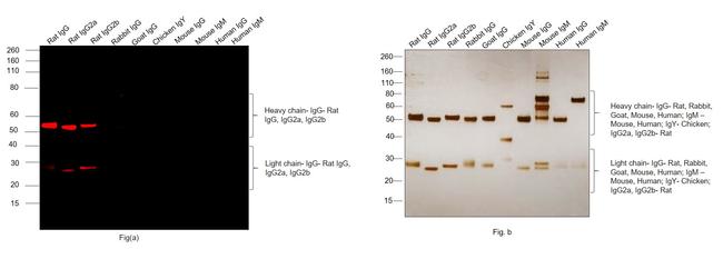 Rat IgG (H+L) Highly Cross-Adsorbed Secondary Antibody in Western Blot (WB)