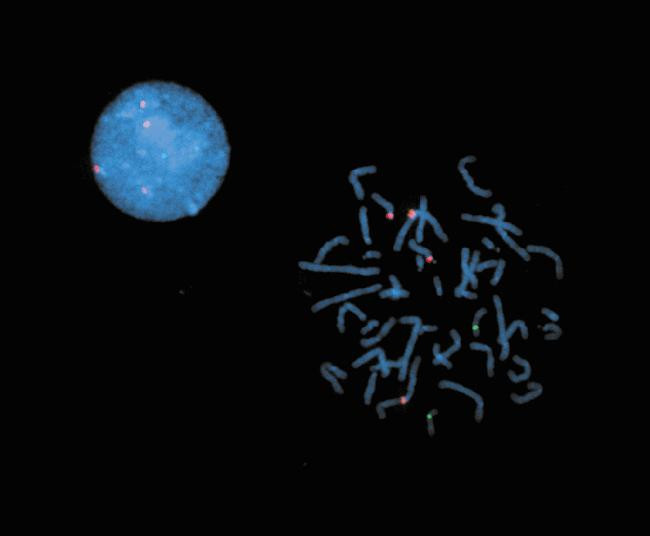 Fluorescein/Oregon Green Antibody in Immunocytochemistry (ICC/IF)