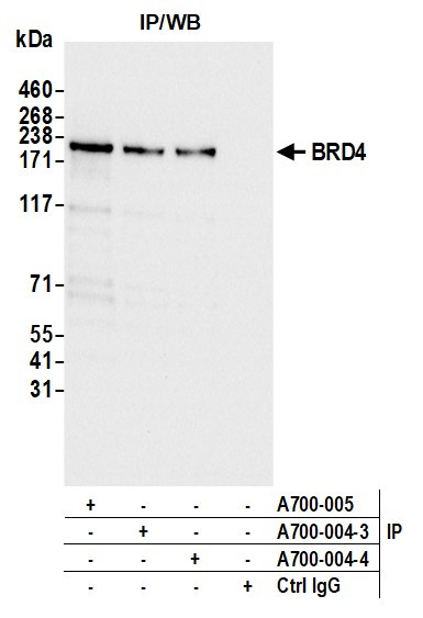 BRD4 Antibody in Immunoprecipitation (IP)