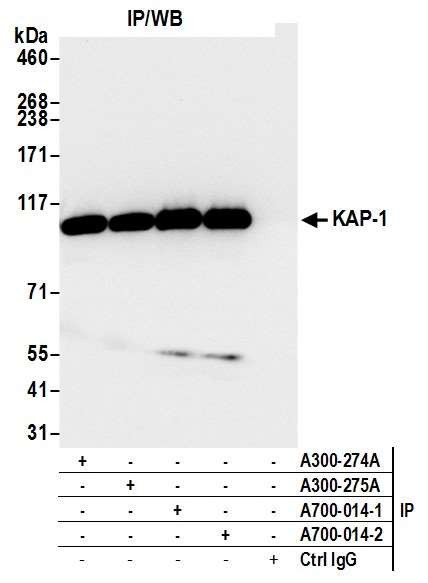 KAP-1 Antibody in Immunoprecipitation (IP)