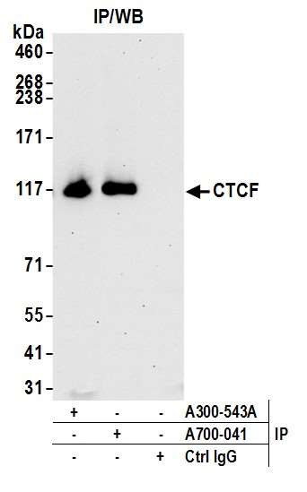 CTCF Antibody in Immunoprecipitation (IP)