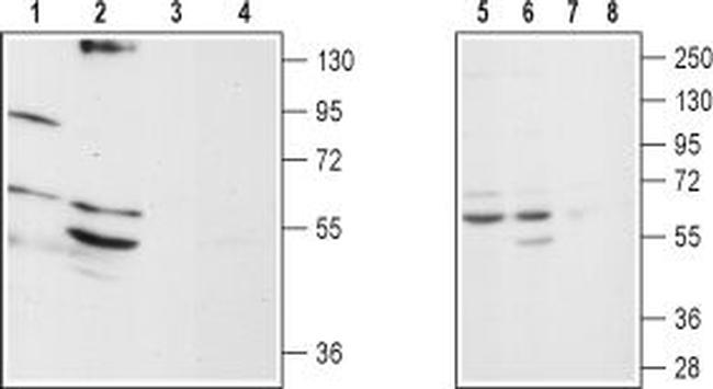 alpha 1D-Adrenergic Receptor (extracellular) Antibody in Western Blot (WB)