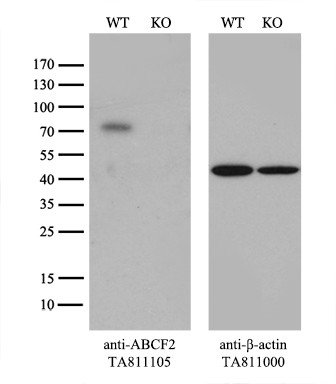 ABCF2 Antibody