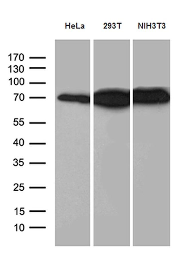ABCF2 Antibody in Western Blot (WB)