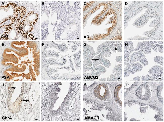 CD338 (ABCG2) Antibody in Immunohistochemistry (IHC)