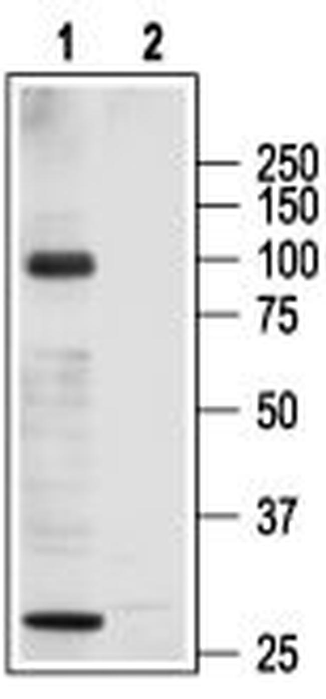 TRPC3 Antibody in Western Blot (WB)
