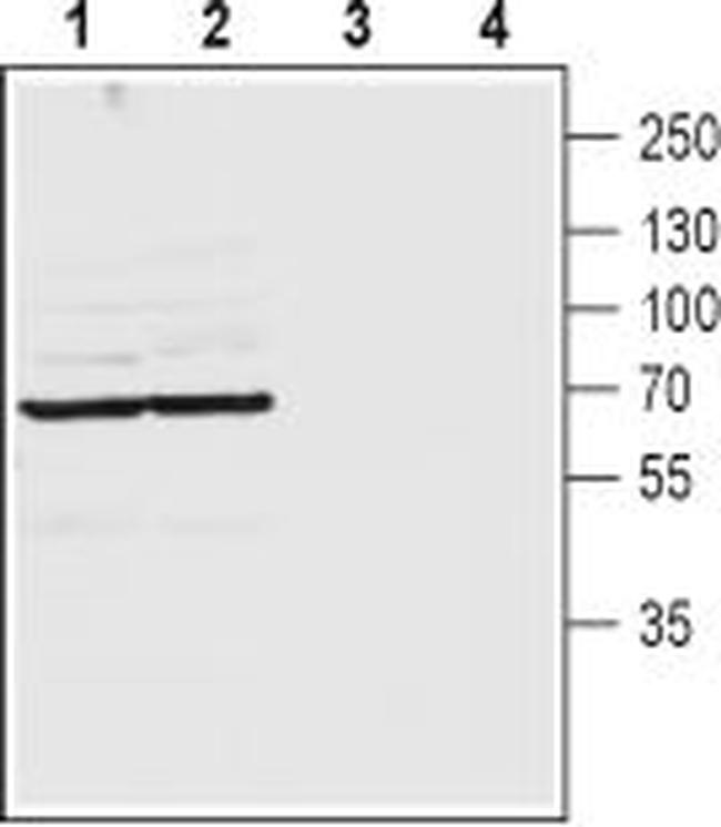 Pannexin 2 (extracellular) Antibody in Western Blot (WB)