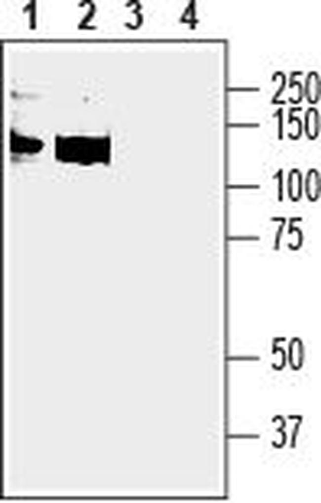 Anoctamin-6 (extracellular) Antibody in Western Blot (WB)
