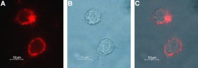 Choline Transporter (SLC5A7) (extracellular) Antibody in Immunocytochemistry (ICC/IF)