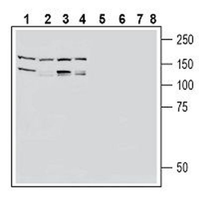 EphA2 (extracellular) Antibody in Western Blot (WB)