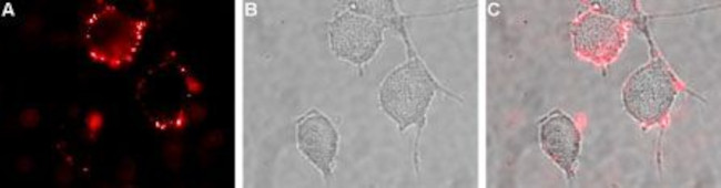 GluR2 (GluA2) (extracellular) Antibody in Immunocytochemistry (ICC/IF)