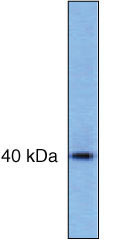 PRAS40 Antibody in Western Blot (WB)