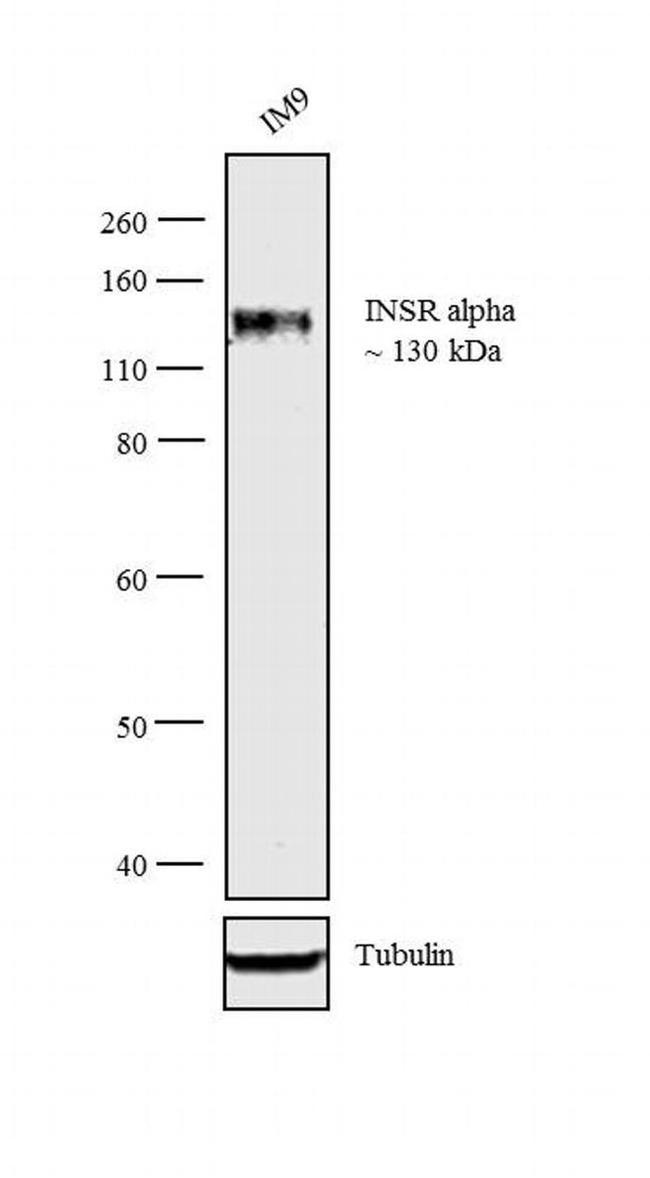 INSR alpha Antibody in Western Blot (WB)