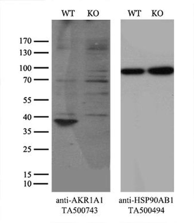 AKR1A1 Antibody in Western Blot (WB)