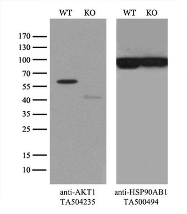 AKT1 Antibody in Western Blot (WB)