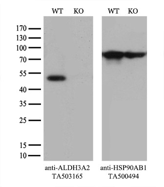 ALDH3A2 Antibody