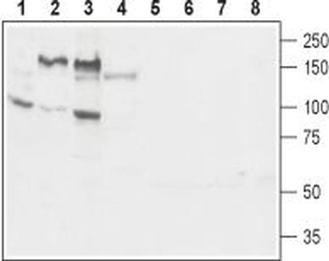 GP130 (extracellular) Antibody in Western Blot (WB)