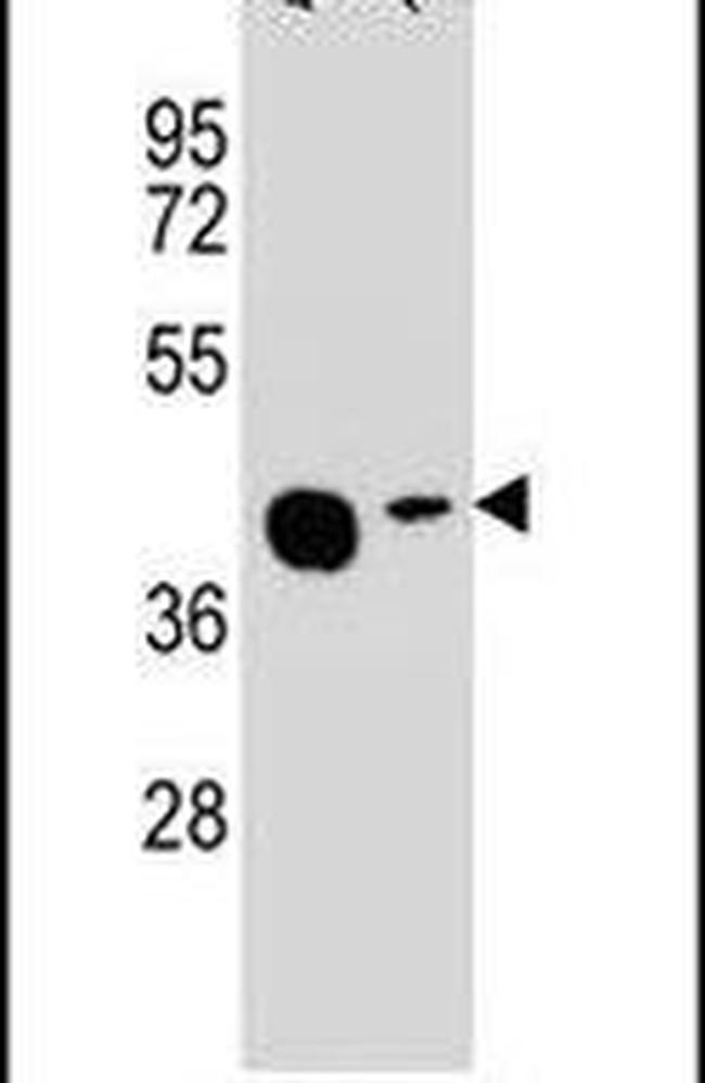AMAC1L2 Antibody in Western Blot (WB)