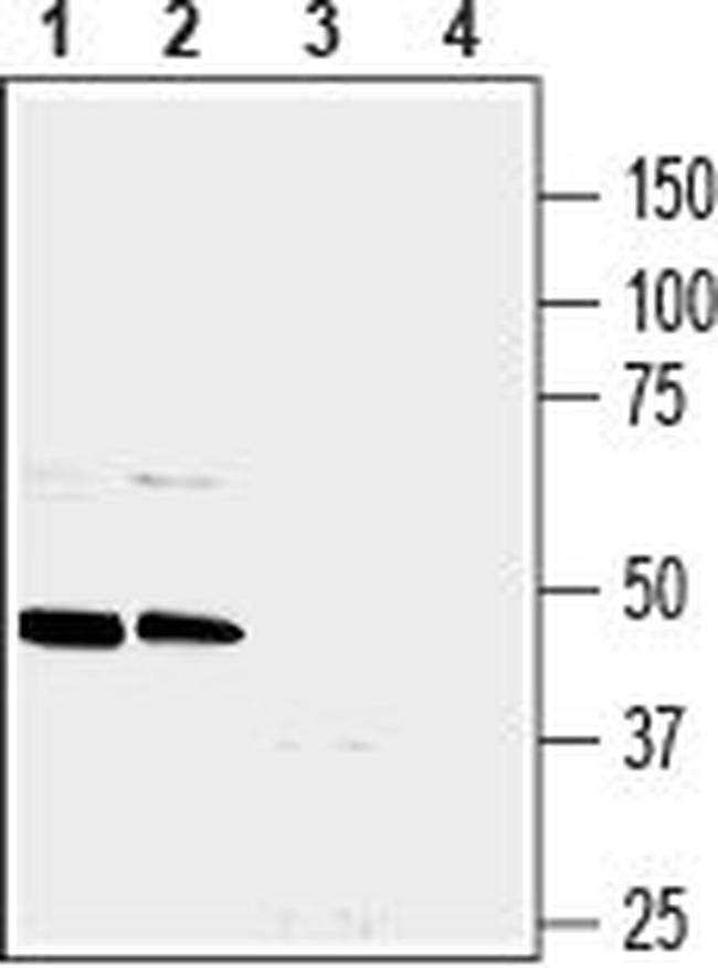 NPY1R (extracellular) Antibody in Western Blot (WB)