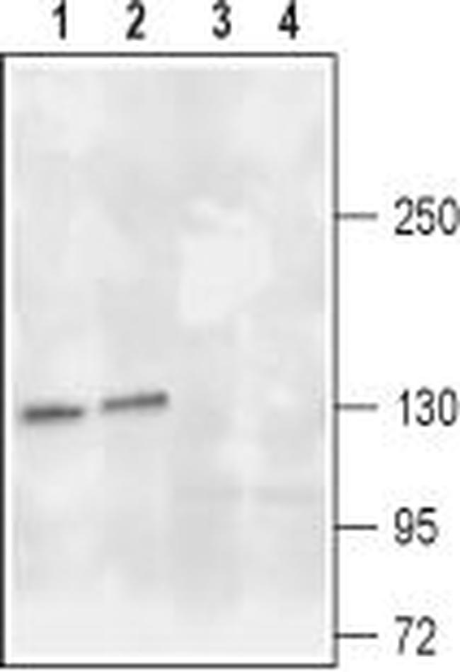 TrkA (extracellular) Antibody in Western Blot (WB)
