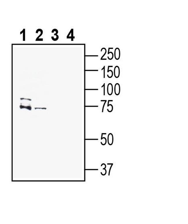 PMAT (SLC29A4) Antibody in Western Blot (WB)