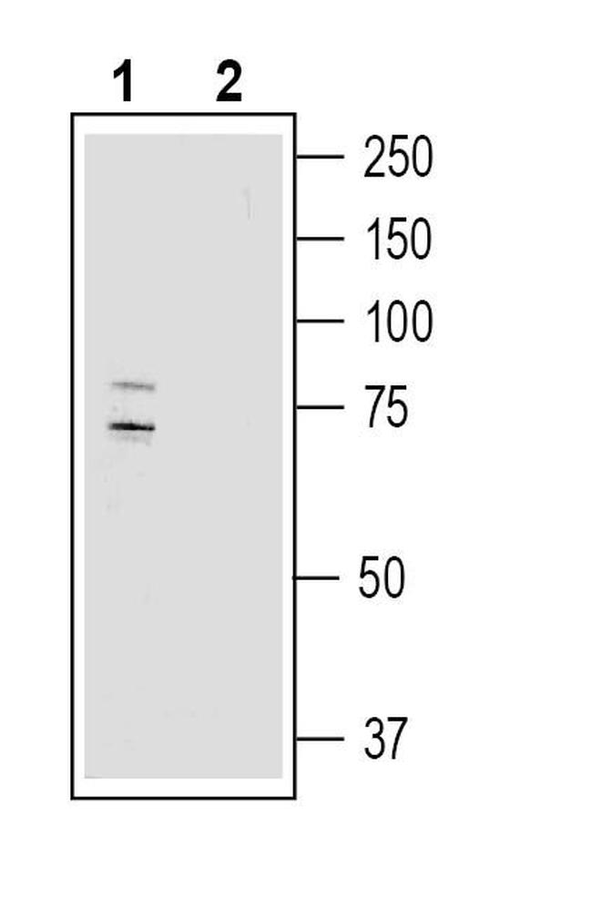 Na+/H+ Exchanger 7 (NHE7) (extracellular) Antibody in Western Blot (WB)
