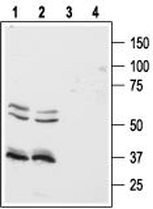 Orexin Receptor 1 Antibody in Western Blot (WB)