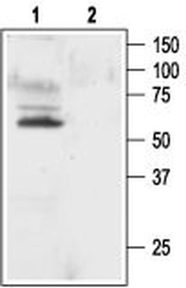 KV1.1 (KCNA1) Antibody in Western Blot (WB)