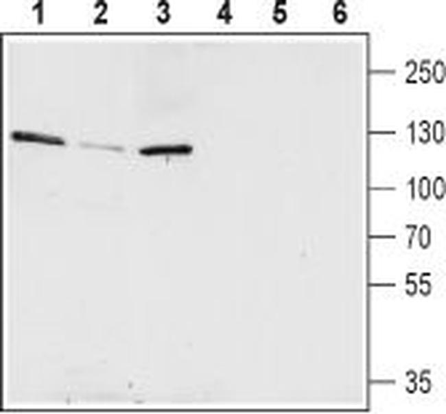 KCNQ5 Antibody in Western Blot (WB)