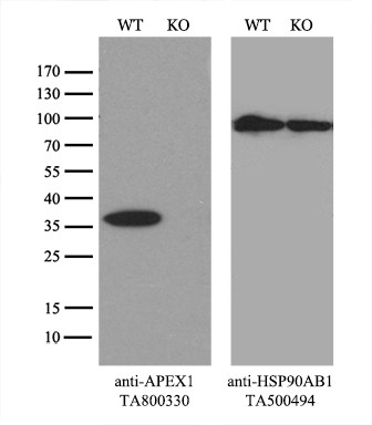 APEX1 Antibody