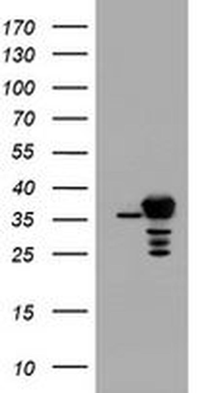 APEX1 Antibody in Western Blot (WB)