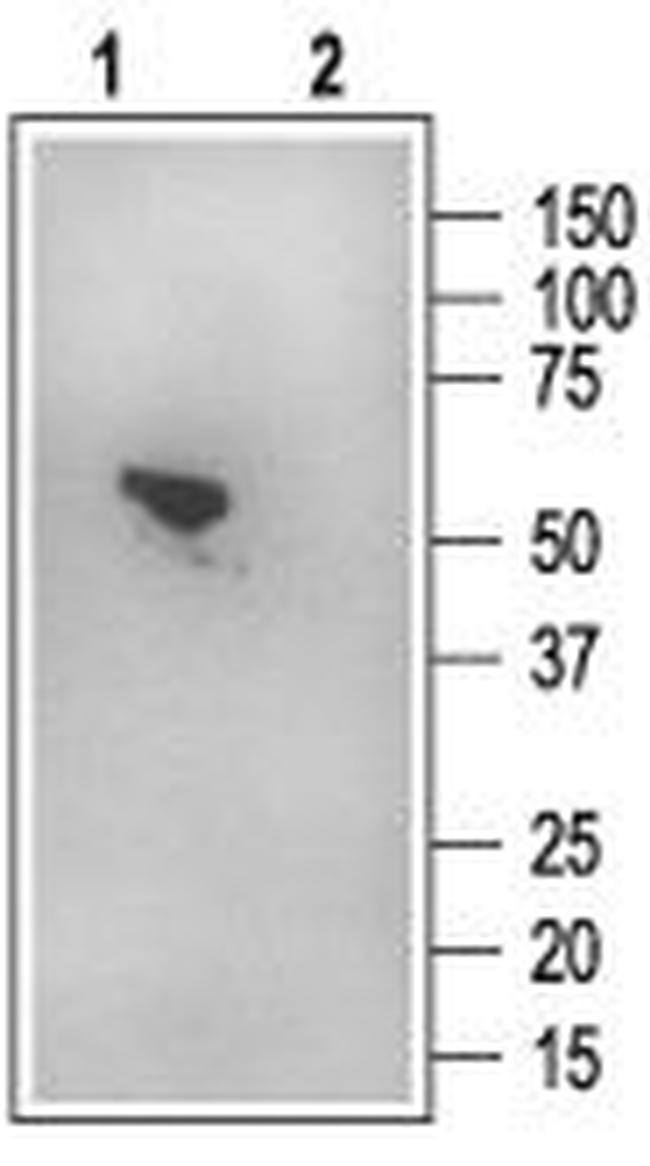 NHERF-1/EBP50 Antibody in Western Blot (WB)