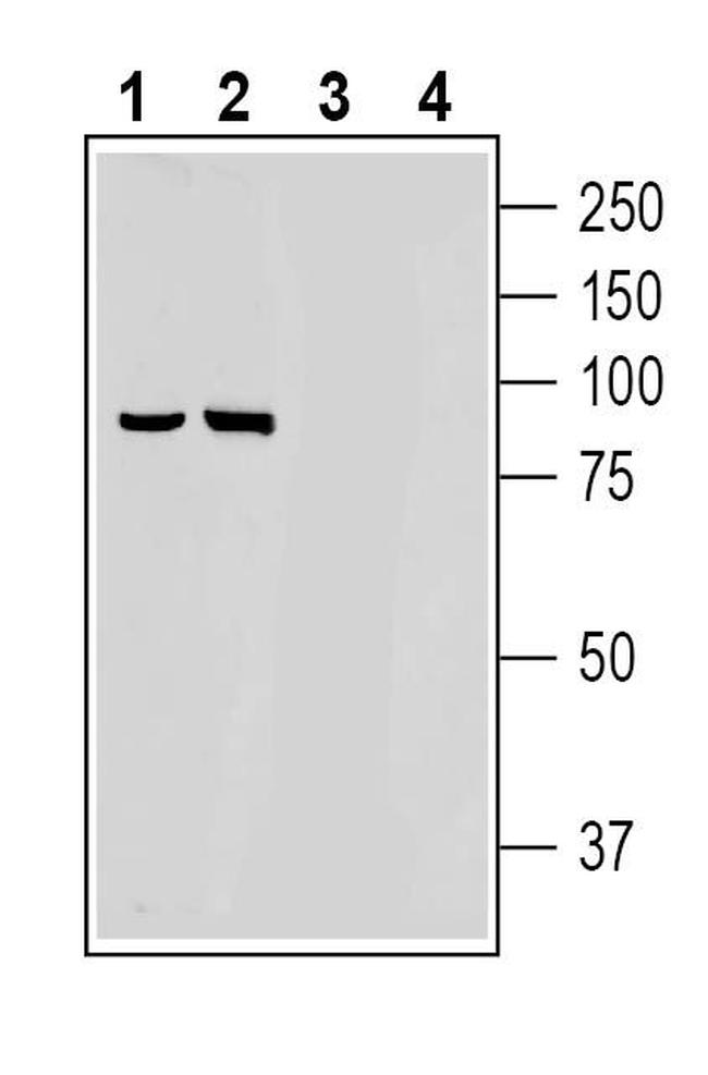 PSD-95 Antibody in Western Blot (WB)