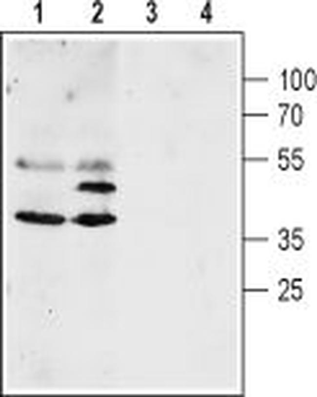 Aquaporin 4 (AQP4) (300-314) Antibody in Western Blot (WB)