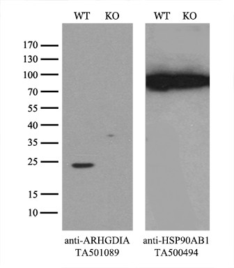 ARHGDIA Antibody