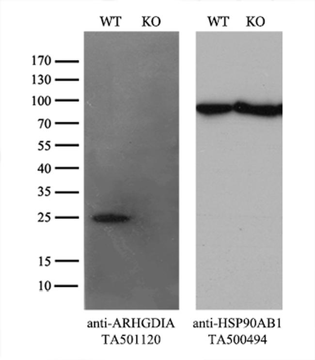 ARHGDIA Antibody in Western Blot (WB)