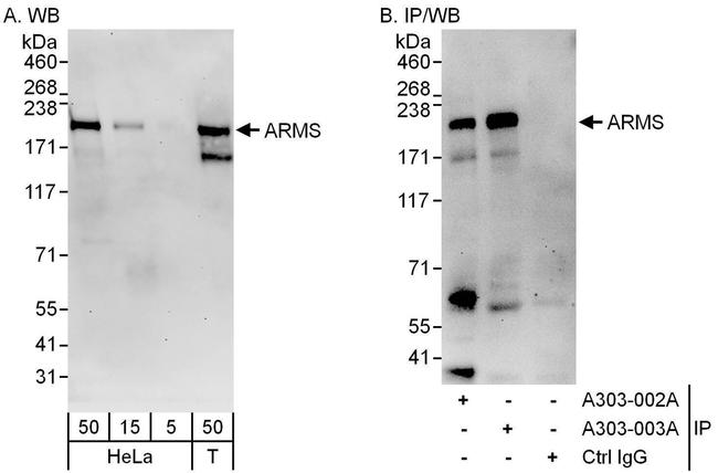 ARMS Antibody in Western Blot (WB)