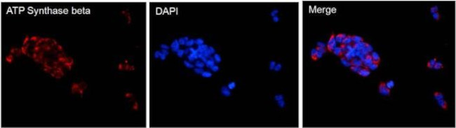 ATP Synthase beta Antibody in Immunocytochemistry (ICC/IF)