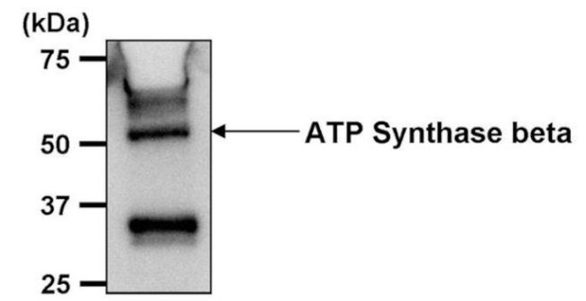 ATP Synthase beta Antibody in Immunoprecipitation (IP)