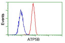 ATP5B Antibody in Flow Cytometry (Flow)