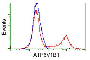 ATP6V1B1 Antibody in Flow Cytometry (Flow)