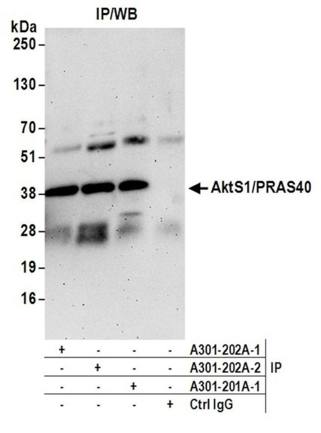 AktS1/PRAS40 Antibody in Immunoprecipitation (IP)