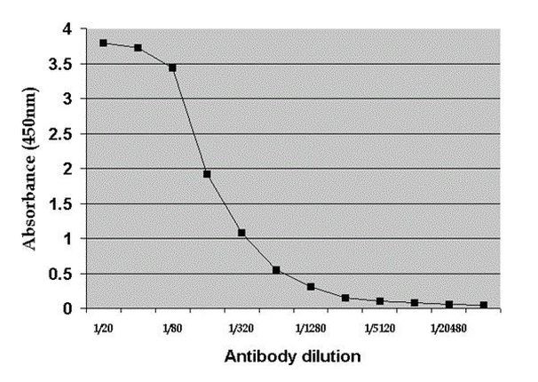 Rat Albumin Antibody in ELISA (ELISA)