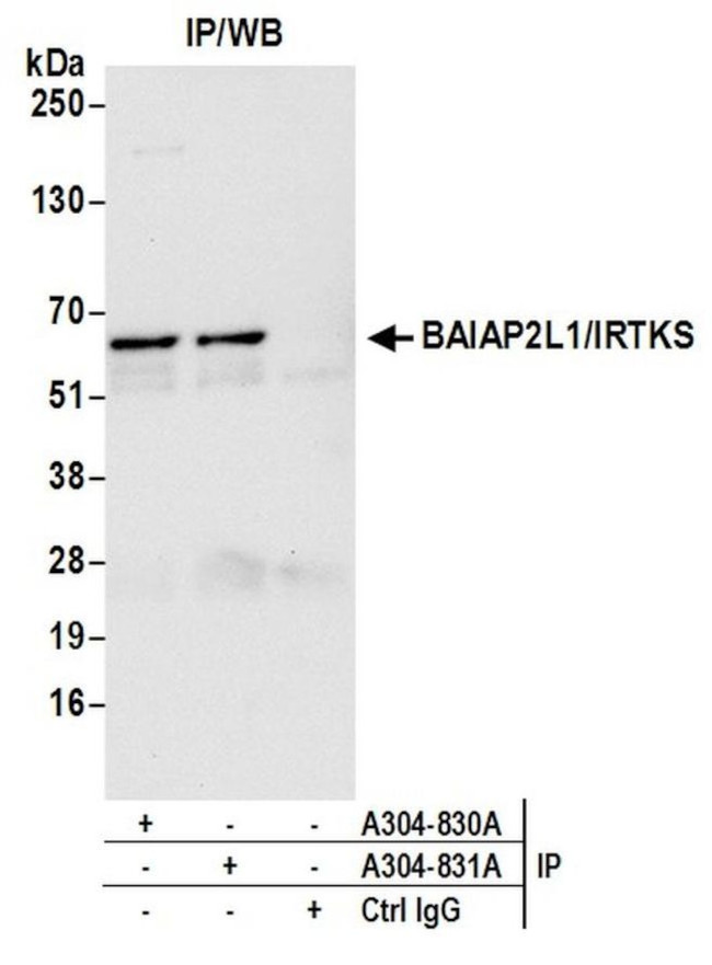 BAIAP2L1/IRTKS Antibody in Immunoprecipitation (IP)