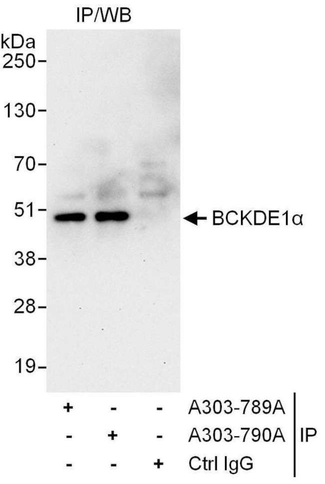 BCKDE1A Antibody in Immunoprecipitation (IP)